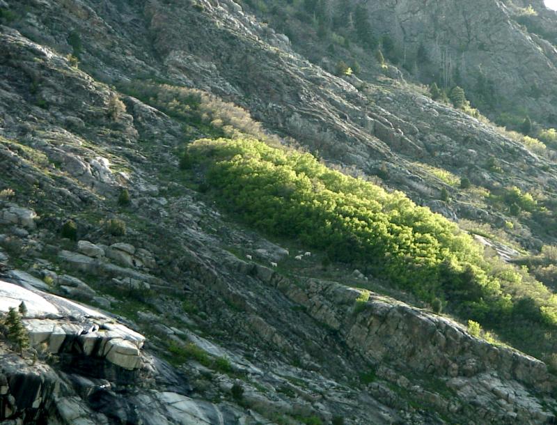 mountainsheep01.jpg 105.7K