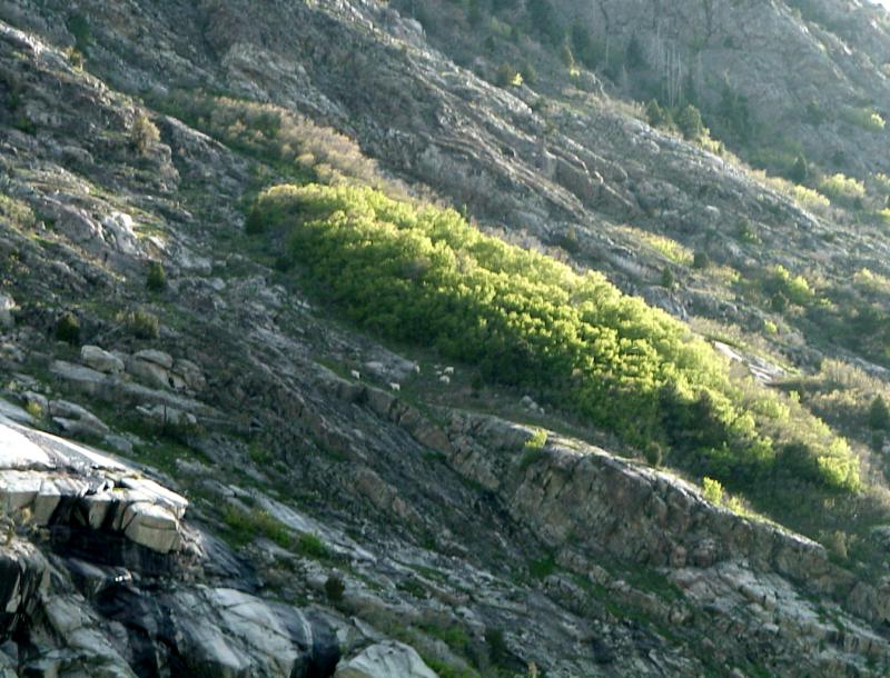 mountainsheep02.jpg 97.2K